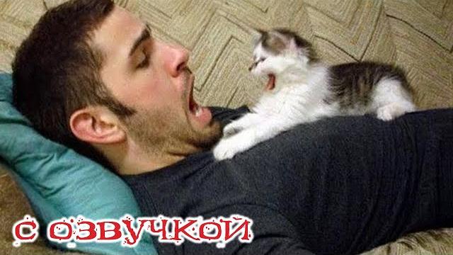 Приколы С Котами! Смешные Видео С Животными! С Озвучкой! Смешные Коты! Попробуй Не Засмеяться!