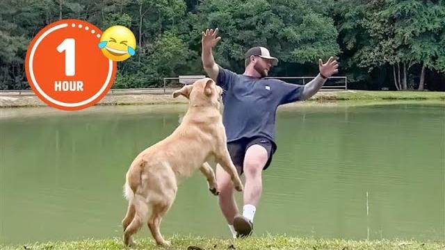 Funniest Pets Of 2024...So Far 😂 | Best Compilation
