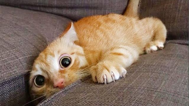 Funniest Animals 😂 Funny Cats And Dogs 2023 😺🐶 Part 17