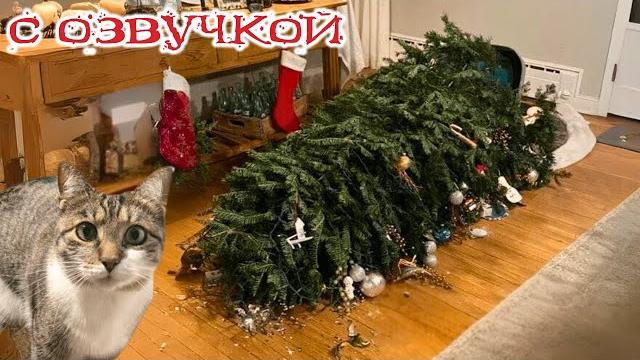 Приколы С Котами! - С Озвучкой! Смешные Коты! Самые Смешные Животные! Ржака!