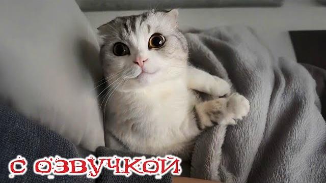 Приколы С Котами! С Озвучкой! Смешные Видео Про Животных! Про Котов И Кошек!