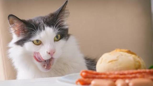Funny Fluffies / Funny Moments With Animals 2024 / #68