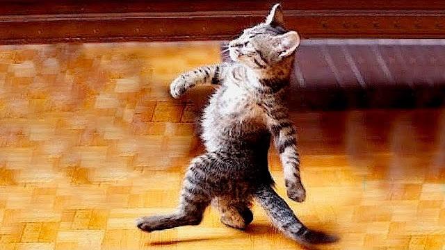Я Ржал До Слез 😹 Смешные Кошки И Собаки | Смешные Животные 2023 😹 Лучшие Приколы #41
