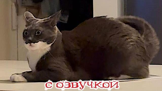 Приколы С Котами! -С Озвучкой! Самые Смешные Животные! Смешные Коты! - Тест На Психику!