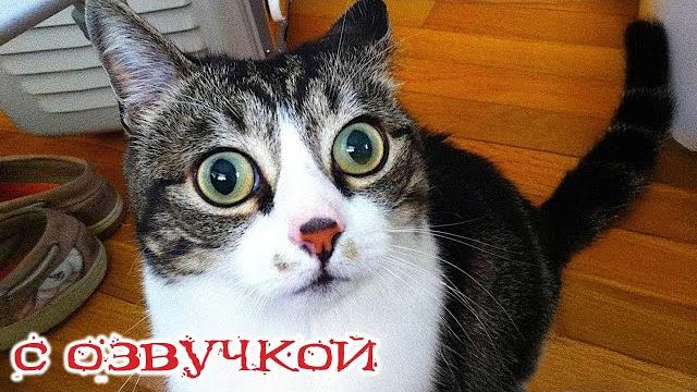 Funny Animal Videos 2024 - Funniest Dogs And Cats Videos #299