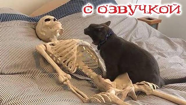 Приколы С Котами С Озвучкой! Смешные Коты! Самые Смешные Животные! Тест На Психику!