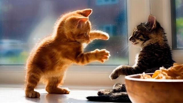 Я Ржал До Слез 😹 Смешные Кошки И Собаки | Смешные Животные 2023 😹 Лучшие Приколы #64