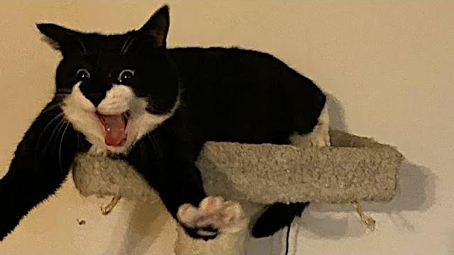 Funny Fluffies / Funny Moments With Animals 2024 / #85