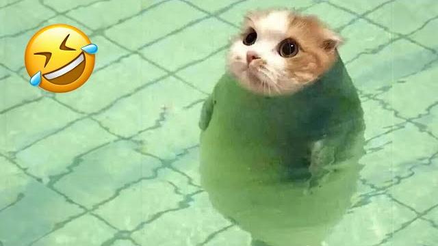 Самые Смешные Животные Заставят Вас Смеяться До Смерти 😂 Самые Милые Кошки И Собаки Когда-Либо 🤣
