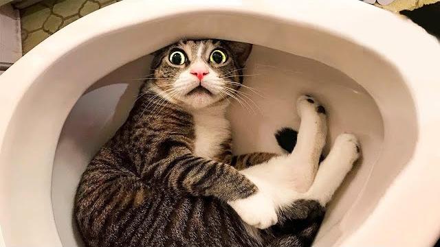 Funny Cats And Dogs Will Make You Laugh - Funny Animal Videos 2022